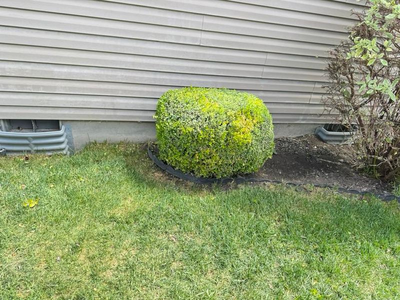Tree & Shrub Care