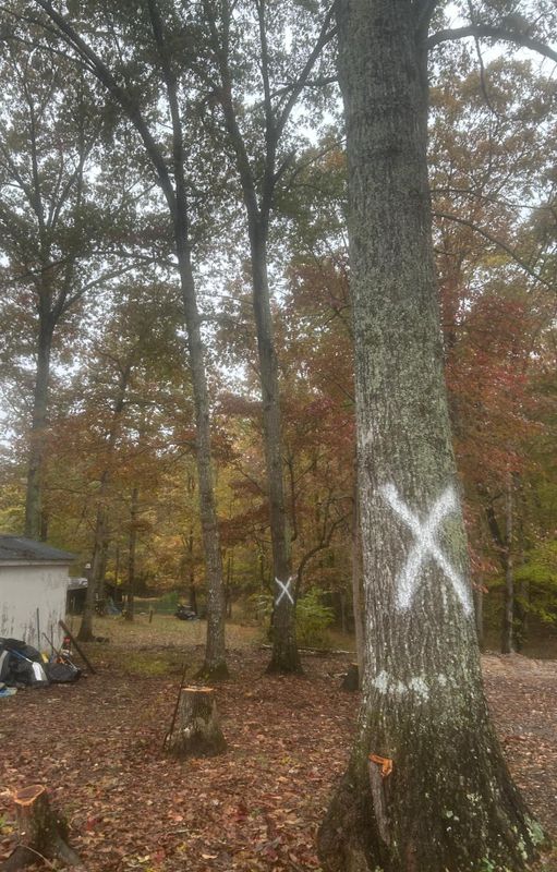 Tree Removal