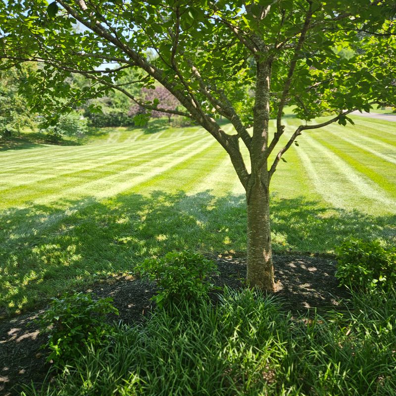 Lawn Maintenance