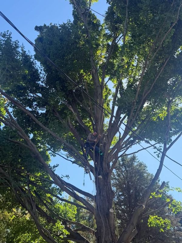 Tree Trimming