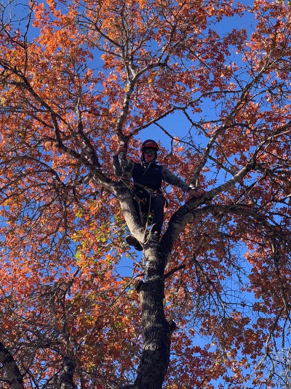 Tree Pruning