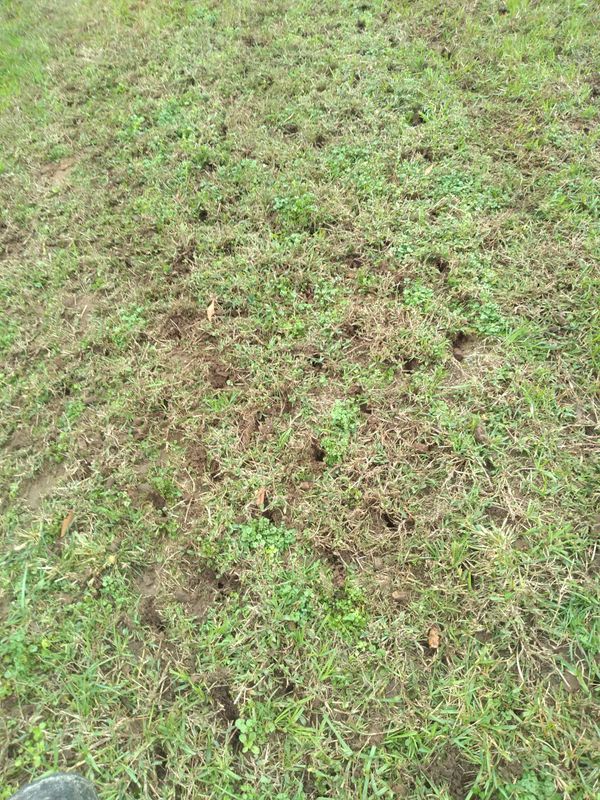 Grass Up