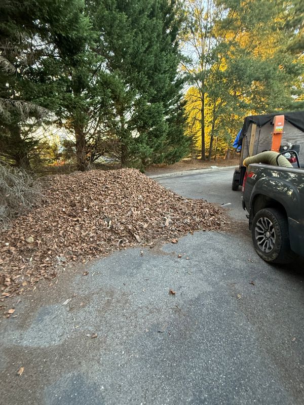 Leaf Removal