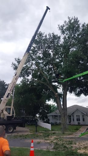 Tree Trimming