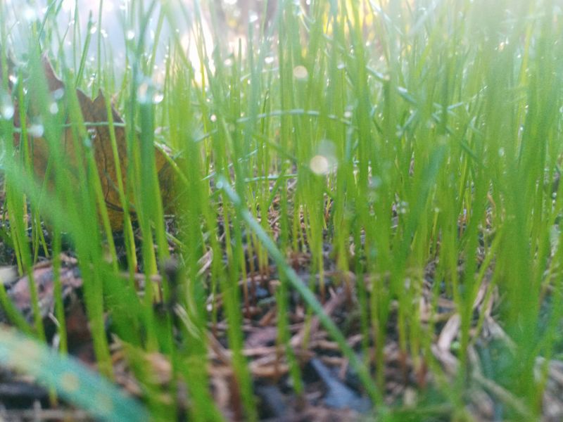 Grass Up