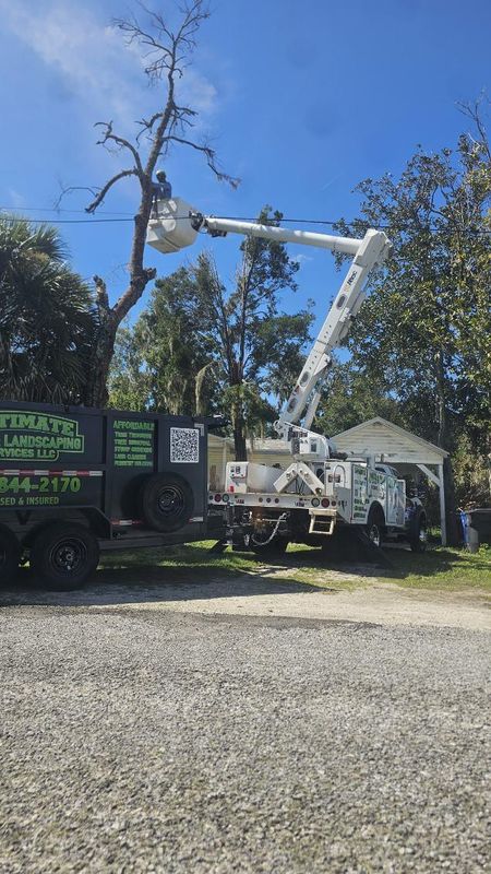 Tree Removal
