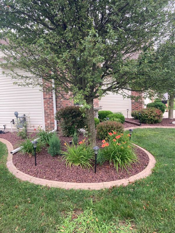 Tree & Shrub Care