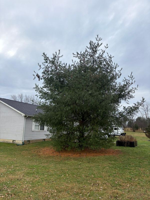 Tree Removal