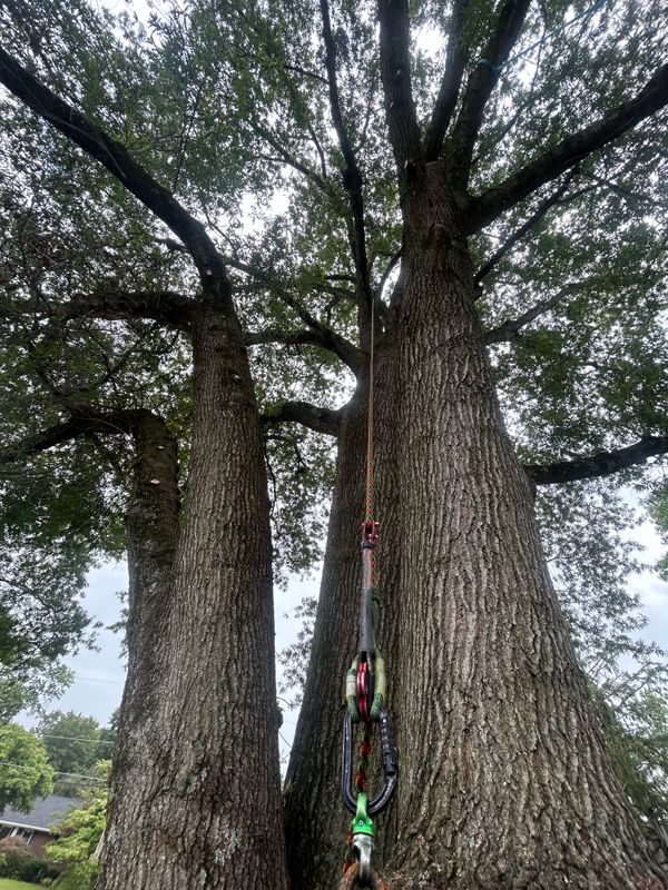 Tree Trimming