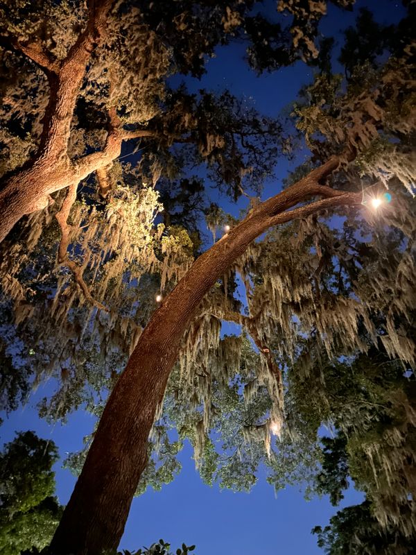 Landscape Lighting 