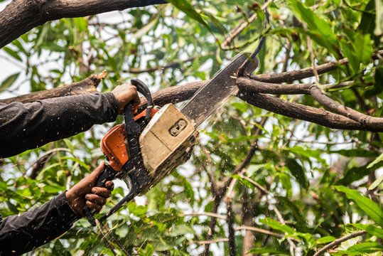 Tree Trimming & Removal