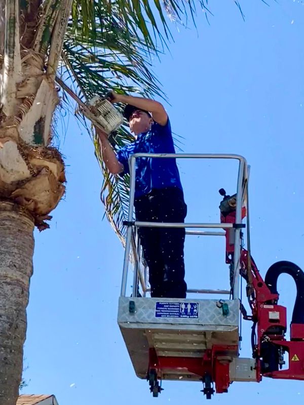 Tree Trimming