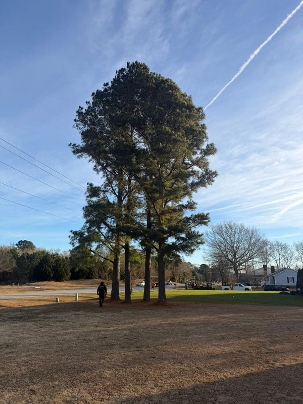 Tree Trimming
