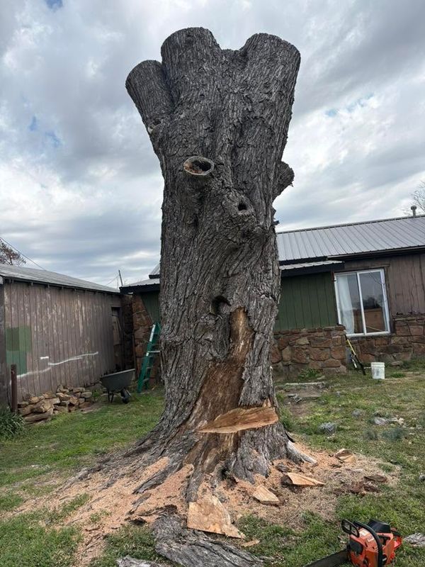 Tree Trimming