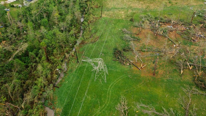 Tree Removal gallery