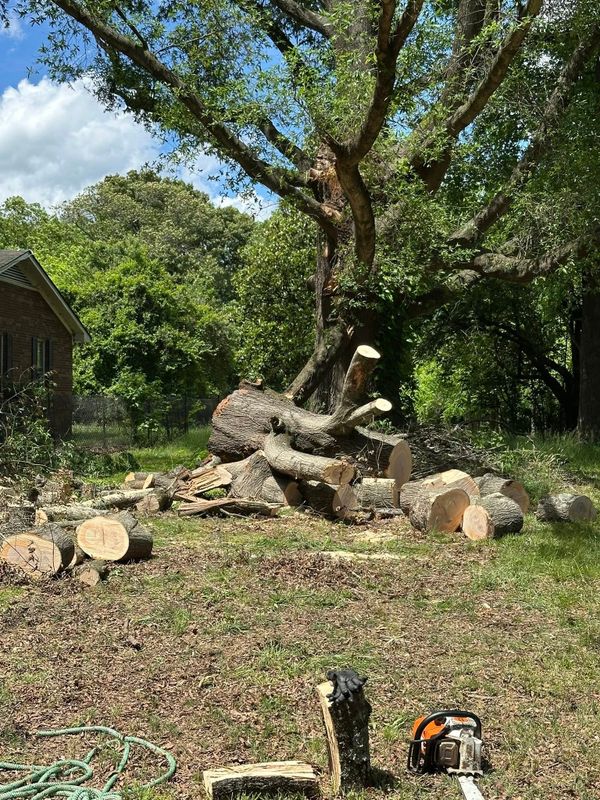 Tree Services