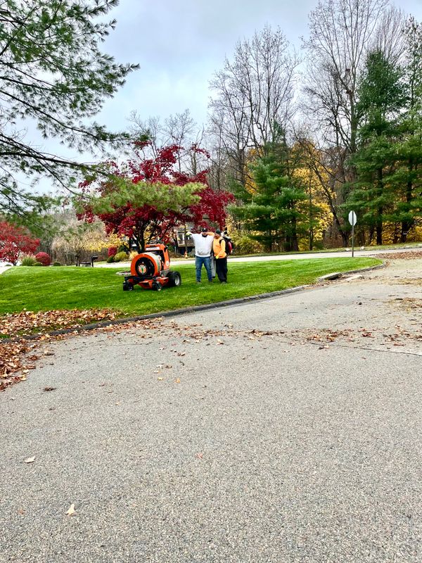 Shrub Trimming