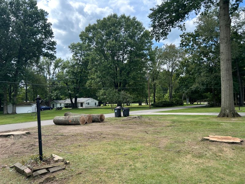 Tree Removal
