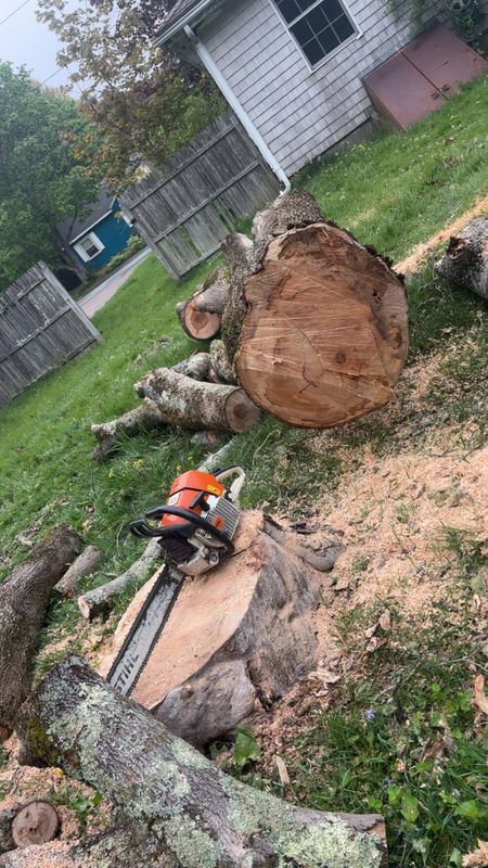 Tree Removal gallery