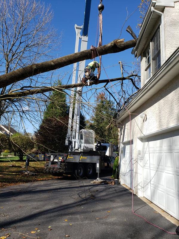 Tree Removal
