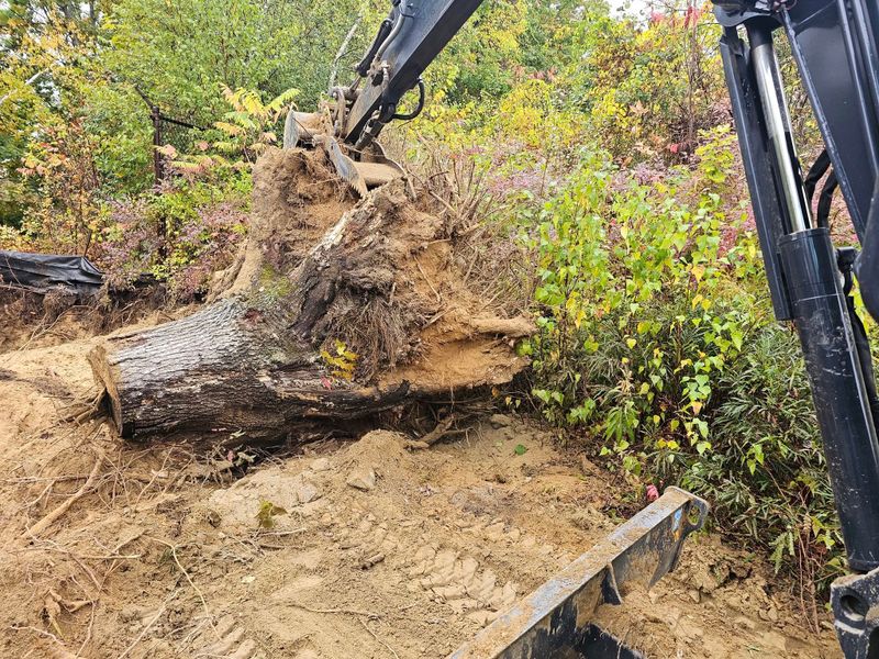 Stump Removal
