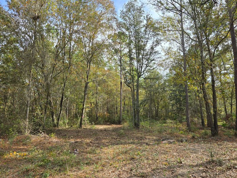 Land Clearing