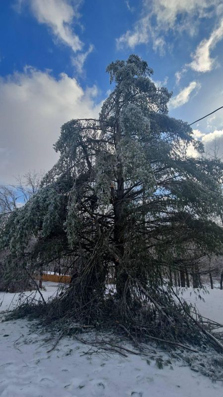 Tree Removal