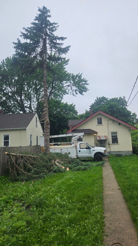 Tree service