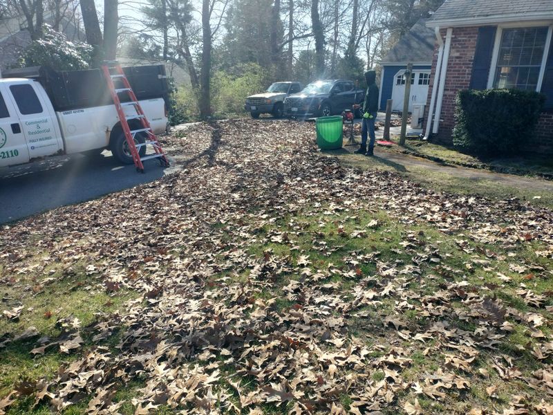 Fall Clean Up