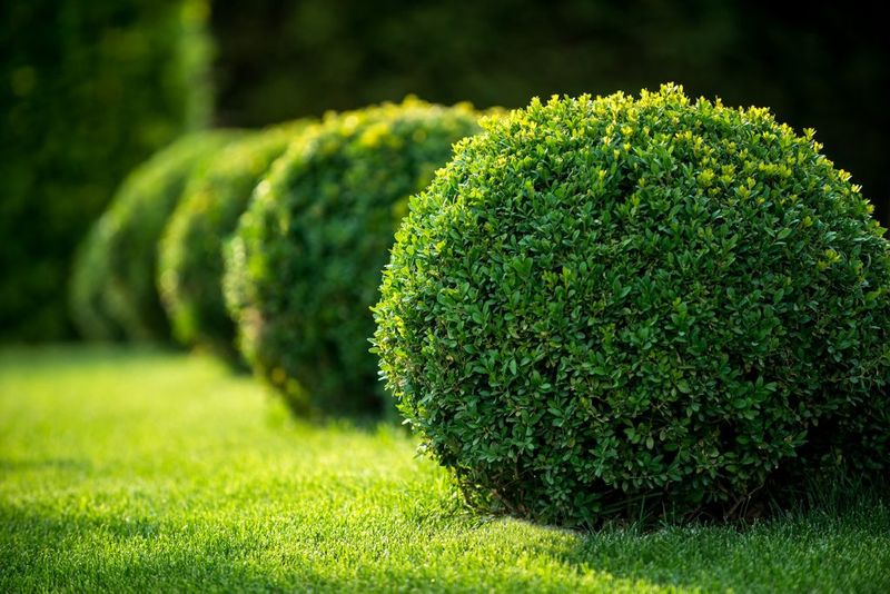 Shrub Trimming