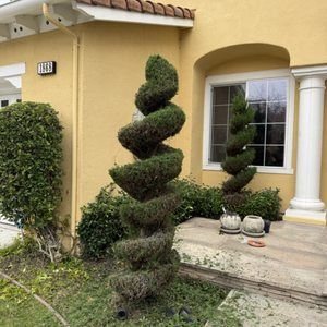 Shrub Trimming