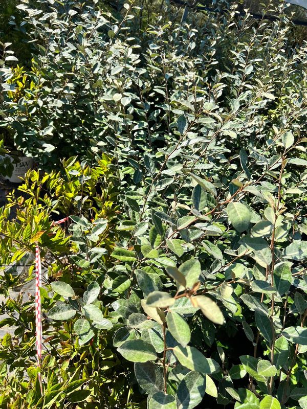 Shrub Trimming