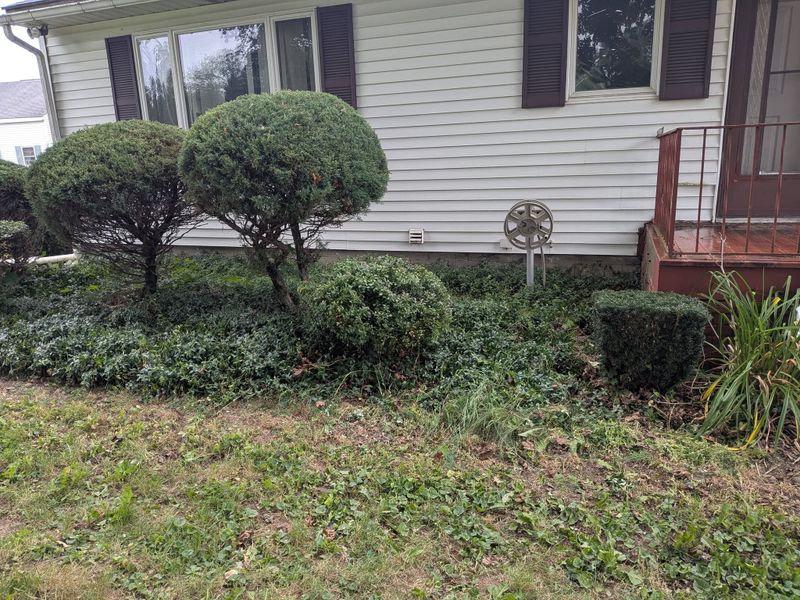 Tree & Shrub Care