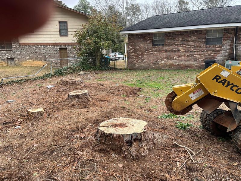 Stump Grinding and Removal