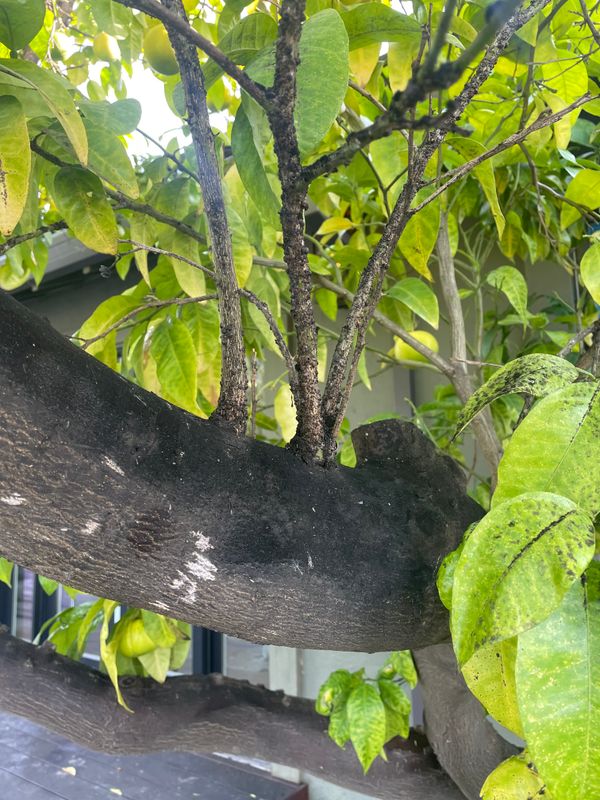 Tree Health and Maintenance