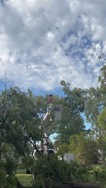 Tree Trimming