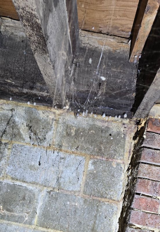 Termite Inspection & Treatment