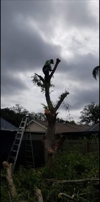 Tree Trimming