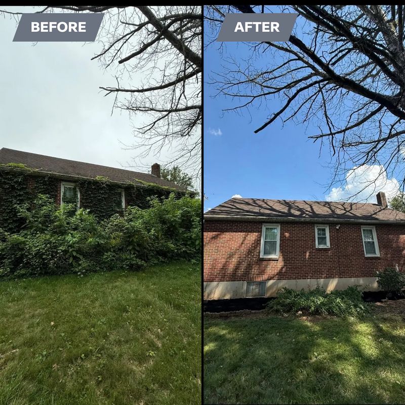 Tree Removal