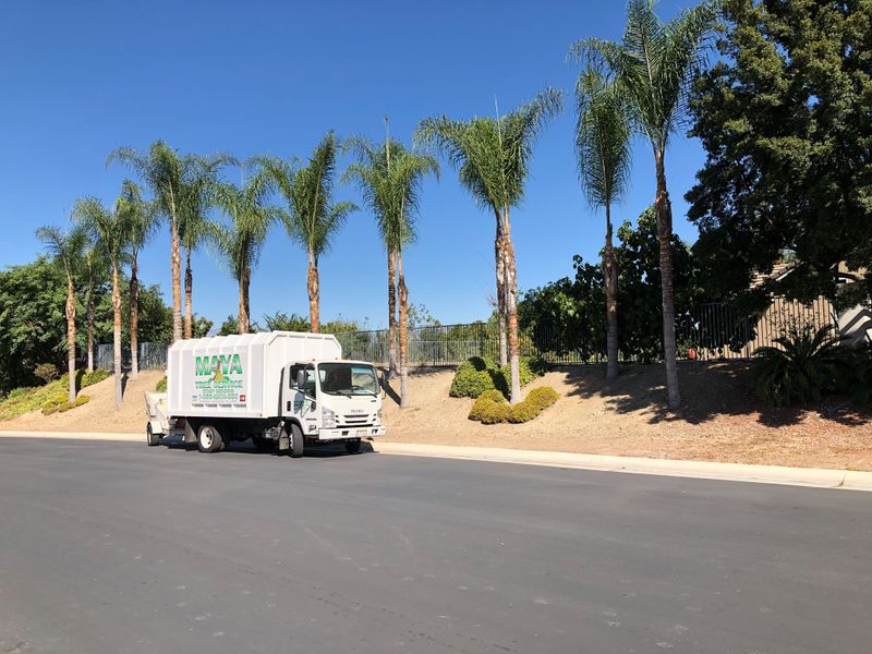 Tree Removal gallery
