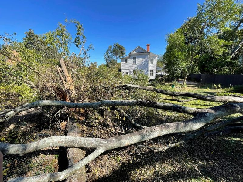 Tree Removal