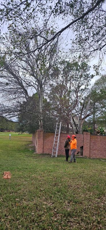 Tree Trimming