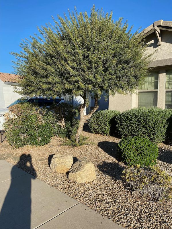 Shrub Trimming