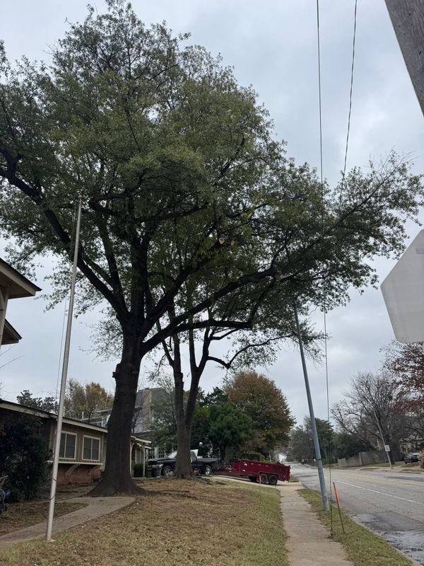 Fall Clean Up