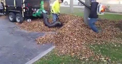 Fall Clean Up