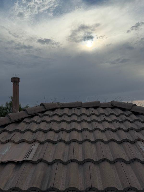 Ultimate Pigeon Defense: Professional Solar Panel Pigeon Proofing