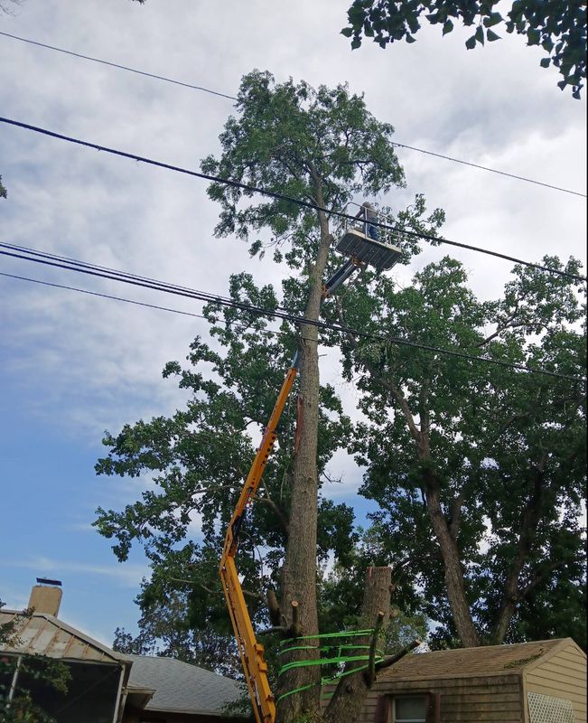 Tree Services