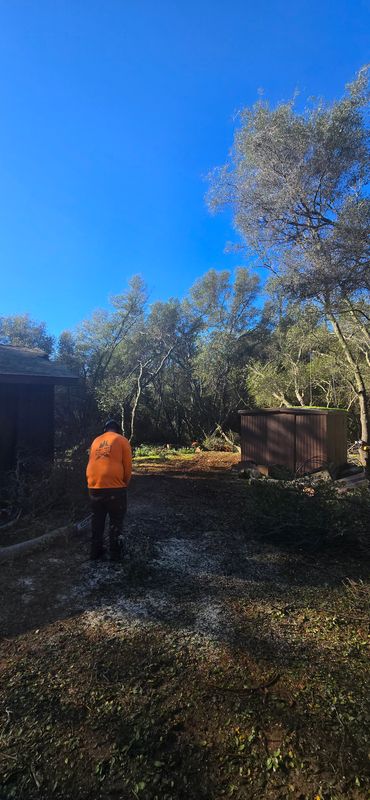 Hazardous Tree Services