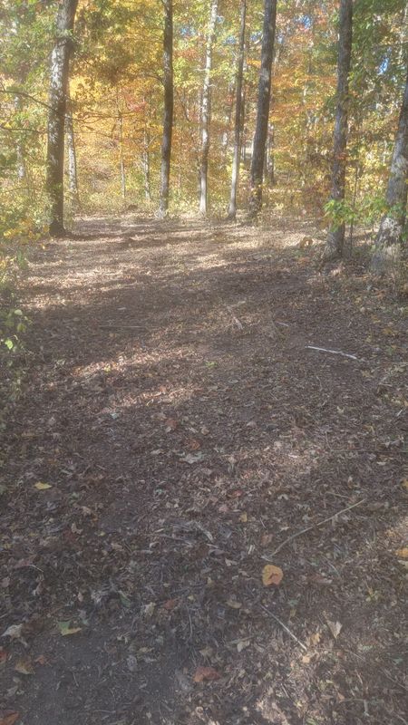 Forestry Mulching