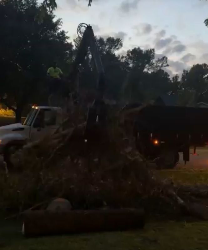 Tree Debris Removal